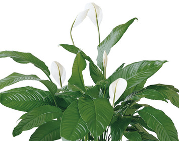 Plants For The Home