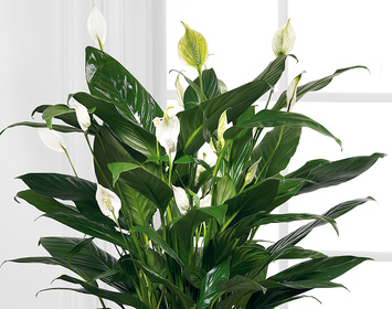 Plants for the Service
