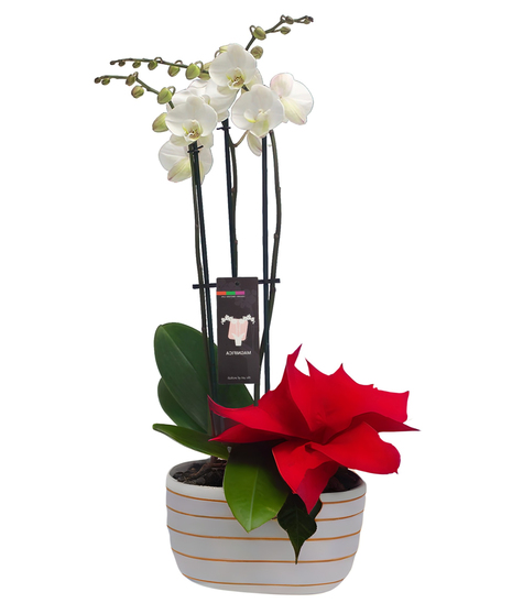 Holiday Orchid & Pointsettia Planter