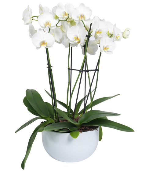 Art of Orchids