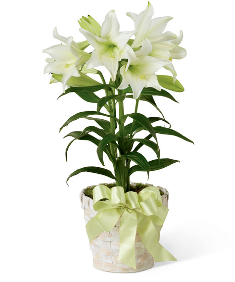 Classic Easter Lily Plant