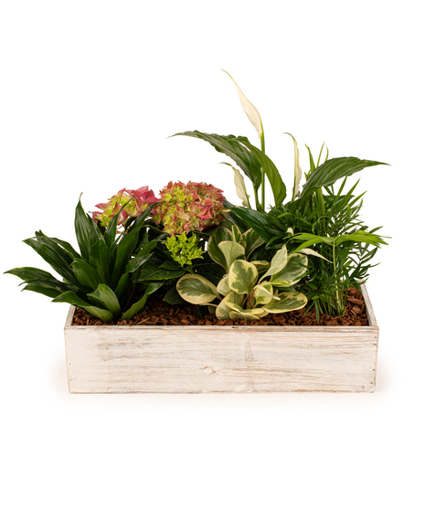 Botanical Garden Planter