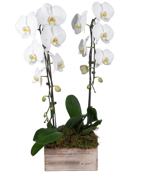 Double White Orchid