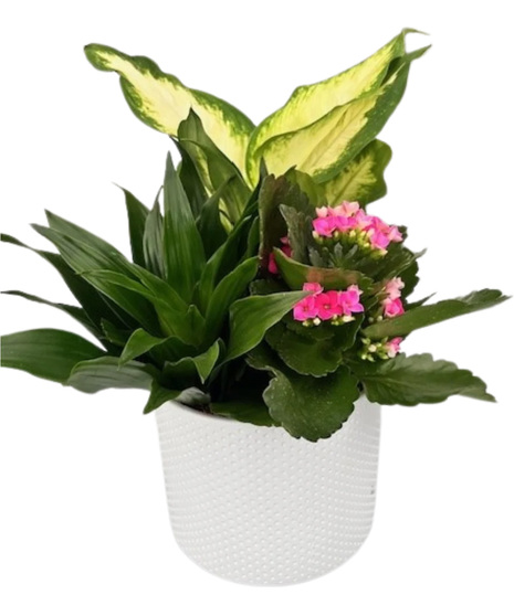 Evergreen Charm Planter