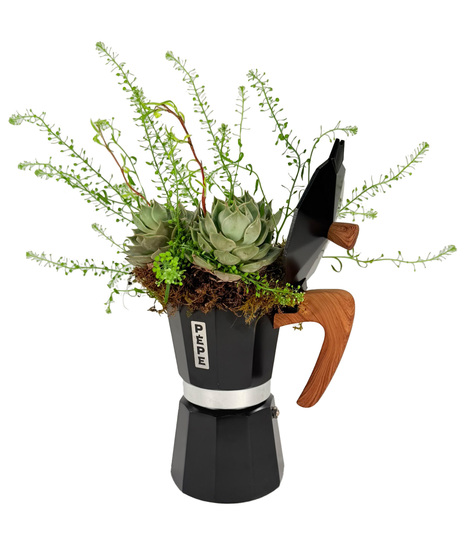 Succulent Sip