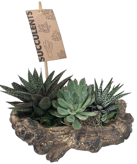 Log Succulents