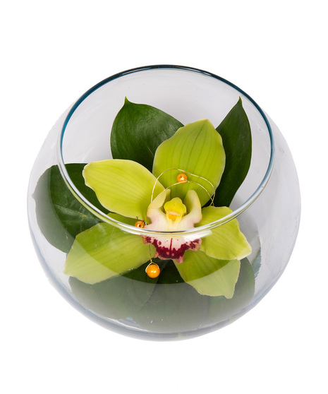 Orchid Perfection