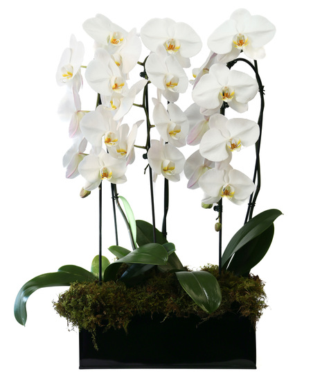 Triple Phalaenopsis Orchid
