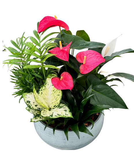 Mixed Anthurium Planter