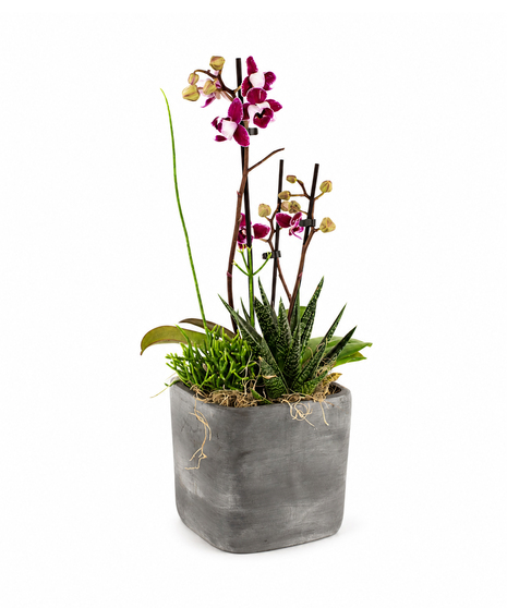 Modern Orchid Oasis Planter