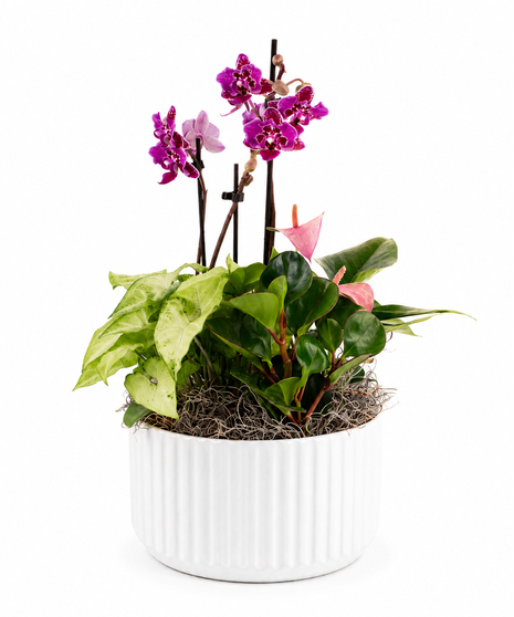 Tropical Orchid Garden Planter