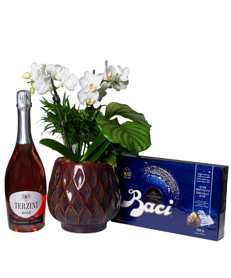 Ogee Orchid Planter Combo