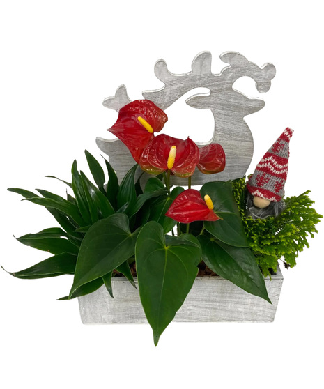 Christmas Reindeer Tropical Box