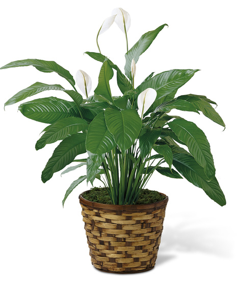 Peace Lily