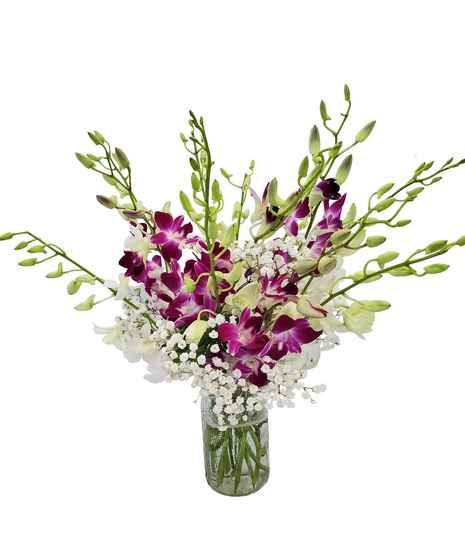 Splendid Mini Orchids