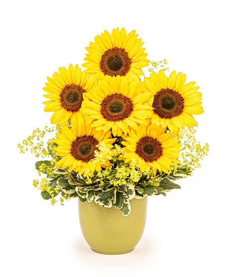 Sunflower Sunrise