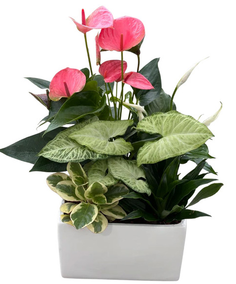 XL Anthurium Modern White Square