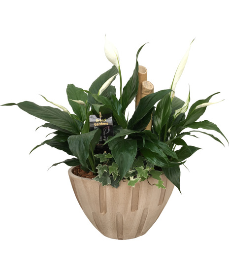 Cream Sympathy Planter