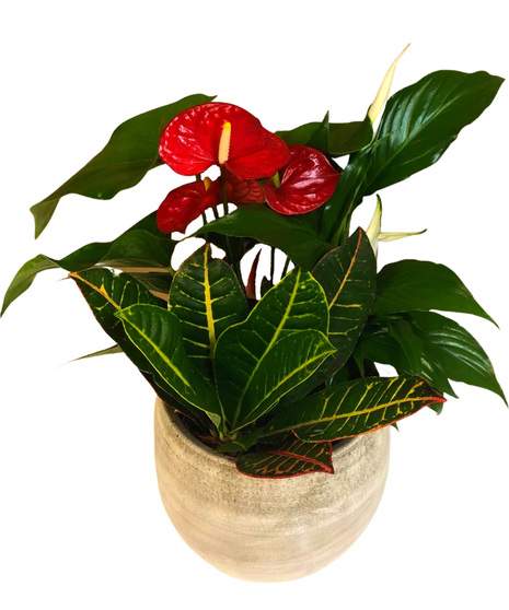Cresta Anthurium