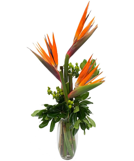 Birds of Paradise