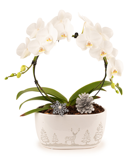 White phalaenopsis orchid in an arched design inside a white ceramic Christmas planter with trees and reindeer, decorated with silver pinecones and snowflakes