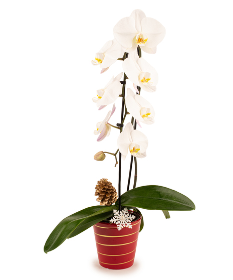 Snowy Elegance Orchid