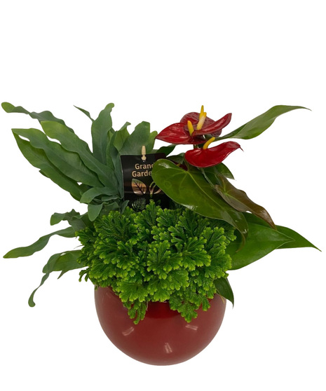Green Plants with Red Anthurium