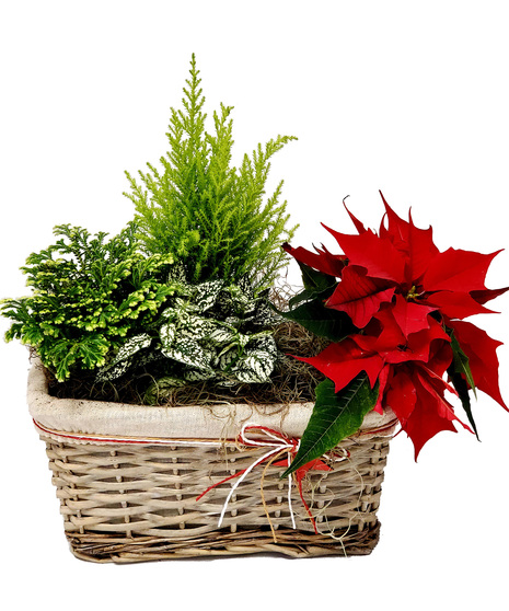 Seasonal Planter With Poinsettia