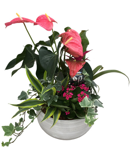 Ceramic Planter of Anthuriums and Tropical Plants