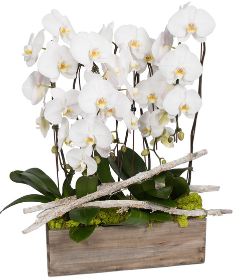 Three White Phalaenopsis Stems in Wooden Box