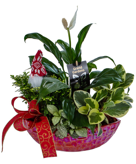 Assorted Plants in Shimmering Ceramic