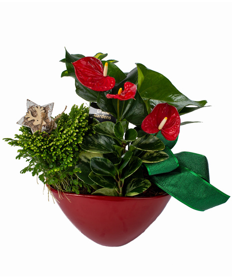 Green Plants with Anthurium in Red Ceramic