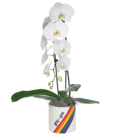 Love is Love Cascading Orchid
