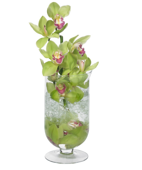 Captivating Orchids