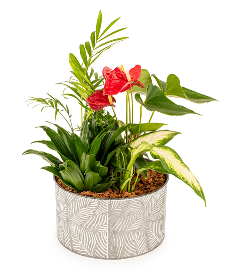 Anthurium Garden Planter