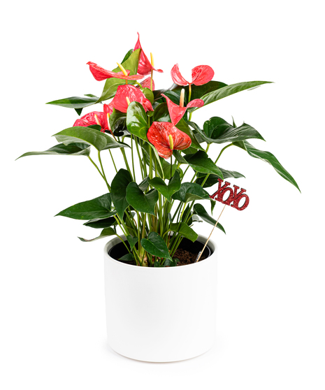 Beautiful anthurium planter available in red and burgundy