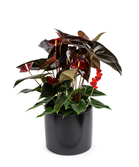 Beautiful anthurium planter available in red and burgundy