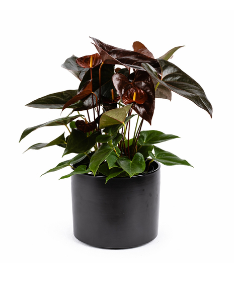 Beautiful anthurium planter available in red and burgundy