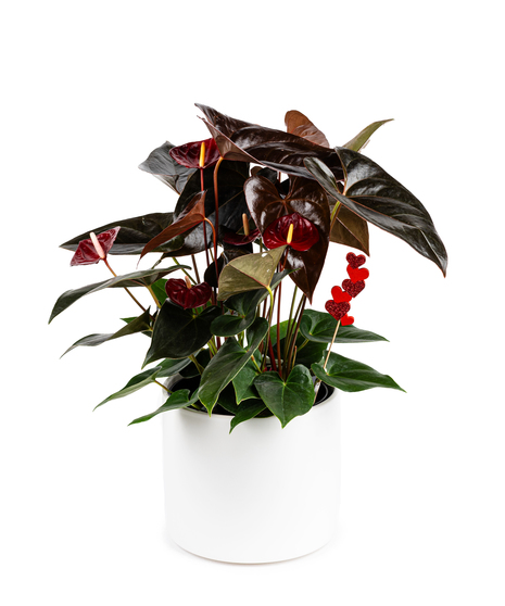 Beautiful anthurium planter available in red and burgundy