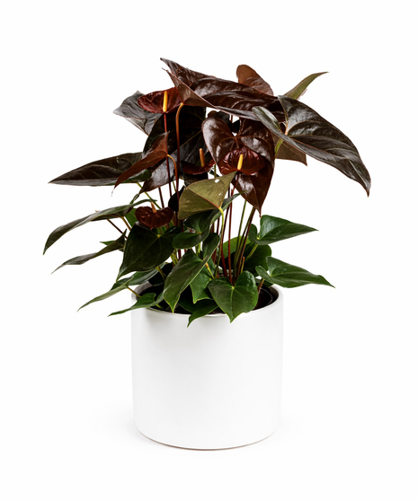 Beautiful anthurium planter available in red and burgundy