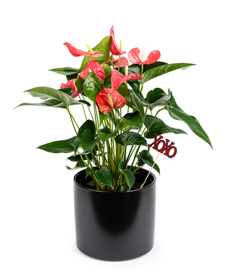 Beautiful anthurium planter available in red and burgundy