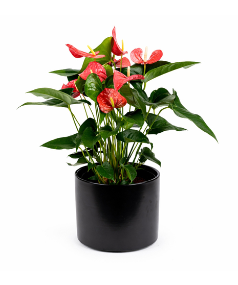Beautiful anthurium planter available in red and burgundy