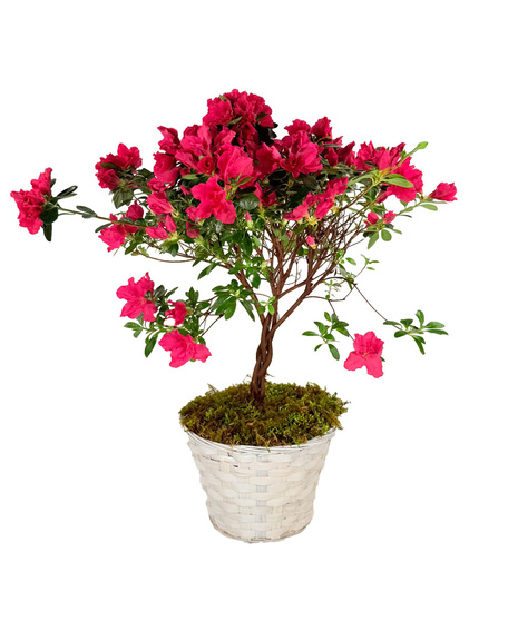 Azalea Tree in white wicker basket. Available in Red or White