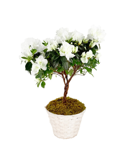 Azalea Tree in white wicker basket. Available in Red or White