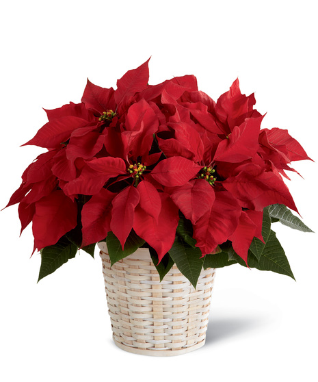 Red Poinsettia in a Wicker Basket