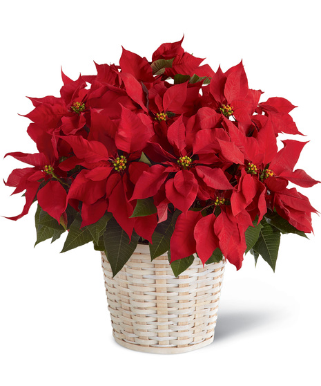 Red Poinsettia - Basket