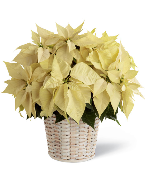 White Poinsettia Basket