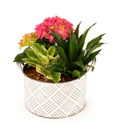 blooming garden planter with pink flowering plant and lush green foliage in decorative ceramic container