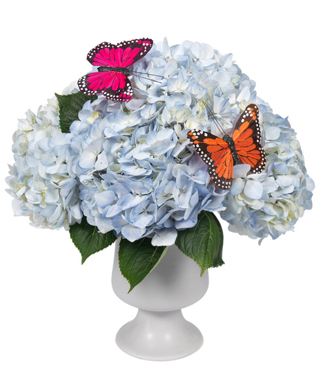 Blue hydrangeas arranged in white ceramic pedestal vase
