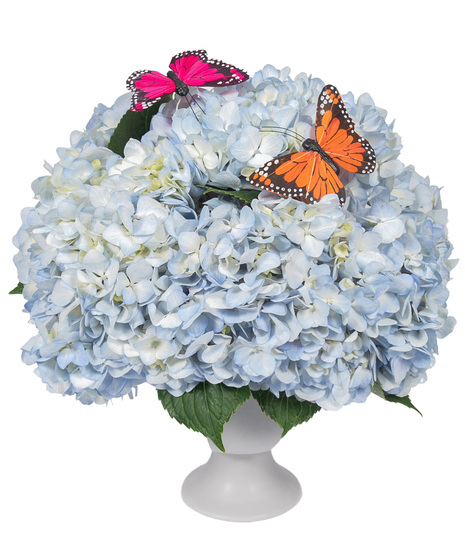 Blue Hydrangeas Arranged